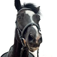 horse-portrait-white-background-355878